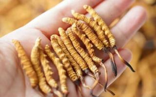 東強(qiáng)堂科普：3克冬蟲夏草是幾根？那曲源頭品牌教你精準(zhǔn)換算