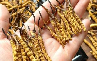 東強(qiáng)堂科普：雪山冬蟲夏草無“葉”！那曲珍品的草頭形態(tài)藏著品質(zhì)密碼