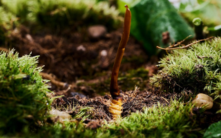  冬蟲夏草的市場(chǎng)價(jià)格受哪些因素影響？