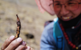  冬蟲夏草的產(chǎn)地溯源方法有哪些？