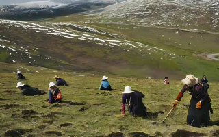 大量采摘冬蟲(chóng)夏草對(duì)環(huán)境的影響