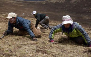 采挖冬蟲(chóng)夏草危險(xiǎn)嗎？安全嗎？