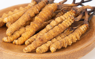 冬蟲(chóng)夏草人工培育核心技術(shù)與成本分析