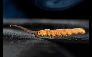 藏區(qū)的冬蟲(chóng)夏草是什么昆蟲(chóng)變的