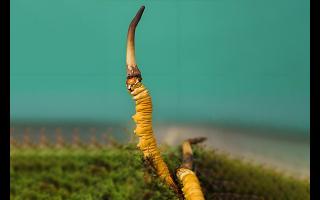  雪山冬蟲夏草的生長周期是多久？