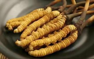  冬蟲(chóng)夏草市場(chǎng)的未來(lái)發(fā)展趨勢(shì)