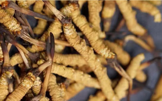 告別定價混亂！東強堂那曲冬蟲夏草統(tǒng)一價格表，讓滋補消費明明白白