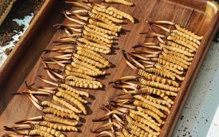 冬蟲夏草現(xiàn)在不值錢了嗎？2026年市場(chǎng)真相揭秘