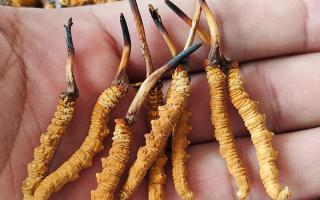 冬蟲夏草正確保存方法，西藏那曲蟲草網(wǎng)教你鎖住雪域滋養(yǎng)不流失