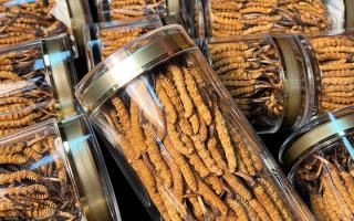 揭秘適合冬蟲夏草生長(zhǎng)的環(huán)境，西藏那曲蟲草網(wǎng)解讀雪域孕育密碼