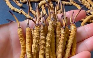 百合冬蟲夏草枸杞紅棗湯，西藏那曲蟲草網(wǎng)教你燉出秋冬滋養(yǎng)暖湯