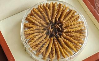 冬蟲夏草不養(yǎng)生會(huì)怎么樣？正視滋養(yǎng)價(jià)值，規(guī)避認(rèn)知誤區(qū)