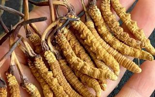 藏紅花和冬蟲夏草哪個(gè)貴？揭秘2026年最新價(jià)格真相