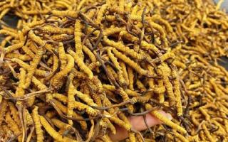 西藏那曲蟲草網(wǎng)｜一克冬蟲夏草煲多少水合適？行業(yè)權(quán)威指南來(lái)了