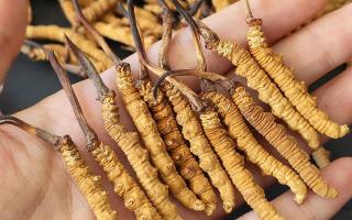 西藏那曲蟲草網(wǎng)詳解：哪些地方能長冬蟲夏草？核心產(chǎn)區(qū)全解析