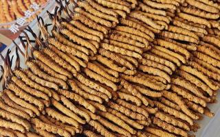 寶寶可以服用冬蟲(chóng)夏草嗎？權(quán)威指南，科學(xué)滋補(bǔ)不踩坑