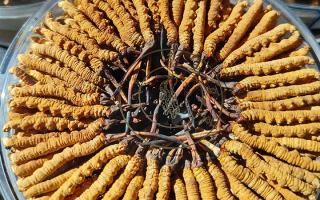 新鮮那曲冬蟲夏草煮湯做法，鎖鮮留養(yǎng)，鮮燉出雪域本味