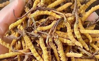 10克冬蟲夏草泡多少酒？西藏那曲蟲草網(wǎng)揭秘正確配比及泡酒竅門