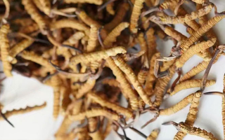 養(yǎng)生滋補(bǔ)冬蟲夏草哪里買？西藏那曲蟲草網(wǎng)教你選對渠道，買正買值