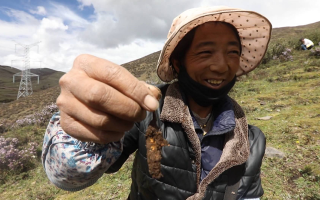 西藏哪個(gè)地區(qū)冬蟲夏草好？那曲蟲草穩(wěn)居品質(zhì)之巔