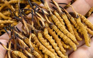  詳解冬蟲(chóng)夏草形成過(guò)程，解密雪域生物共生密碼