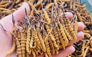 西藏那曲冬蟲(chóng)夏草行業(yè)網(wǎng)站：2026年3月行情走勢(shì)圖全景解析，洞察行業(yè)動(dòng)態(tài)