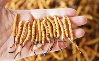 純正宗那曲冬蟲夏草一根多少錢？2026年單根價格全景指南