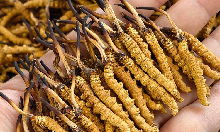 詳解典型冬蟲(chóng)夏草的味道