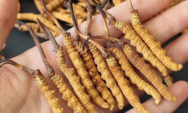 <a href=http://www.yananski.com/s/cczjjd target=_blank class=infotextkey>冬蟲夏草真假鑒定</a>