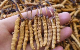 冬蟲夏草主要產(chǎn)地詳解：那曲雪域，蟲草的黃金搖籃