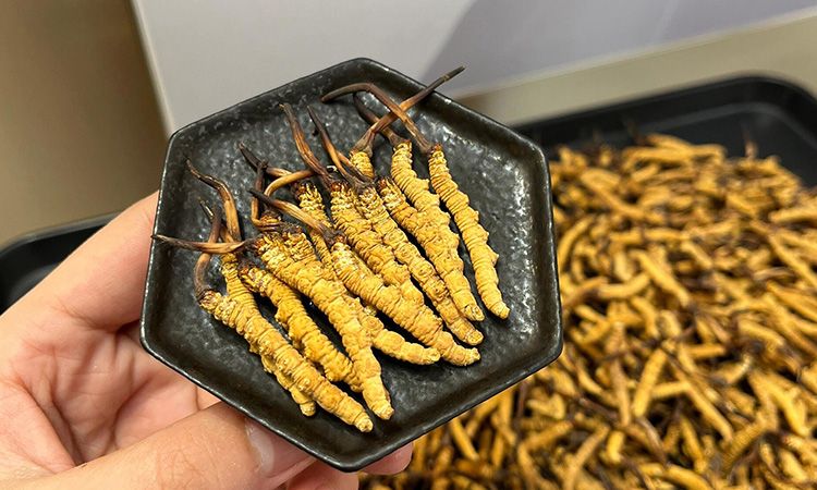 冬蟲夏草燉多少時間合適