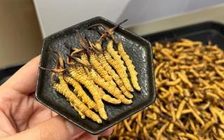 冬蟲夏草燉多少時(shí)間合適？藏農(nóng)神草那曲源頭品牌，教你燉出滿滿營(yíng)養(yǎng)