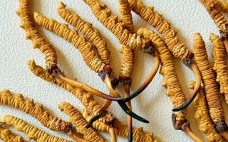 去西藏哪里買冬蟲夏草？藏農(nóng)神草那曲源頭品牌，解鎖本地正宗選購(gòu)地